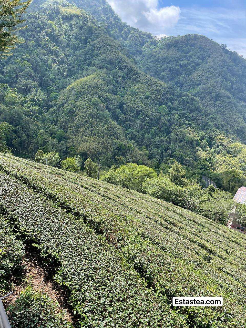Taiwan tea mountains