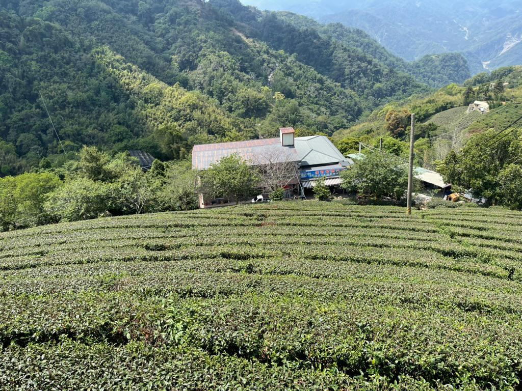 Taiwan high mountain tea garden