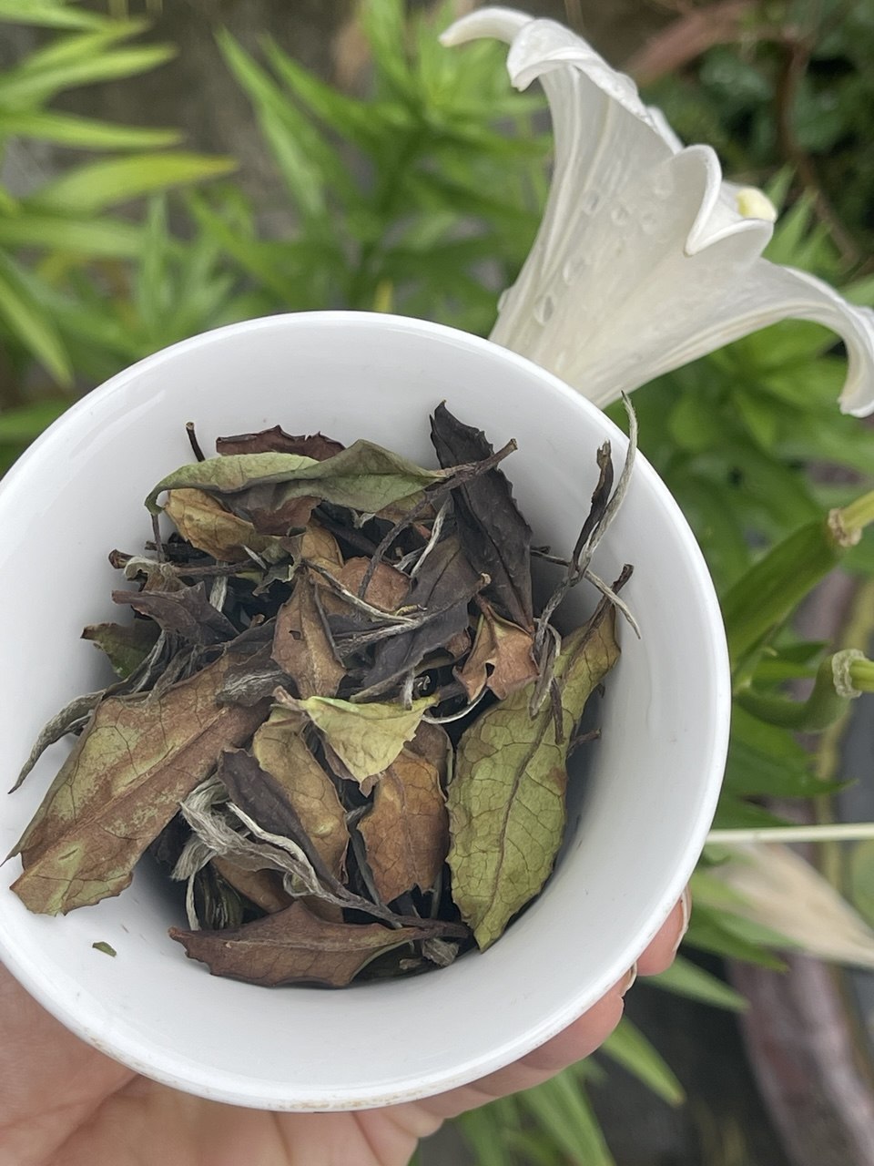 Alishan White Tea · Qin Yuan